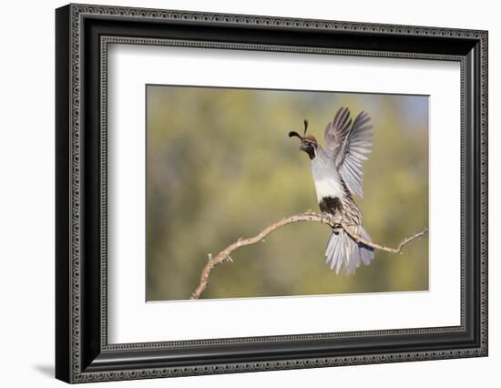 USA, Arizona, Buckeye. Female Gambel's Quail Raises Wings on Branch-Wendy Kaveney-Framed Photographic Print