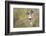 USA, Arizona, Buckeye. Female Gambel's Quail Raises Wings on Branch-Wendy Kaveney-Framed Photographic Print