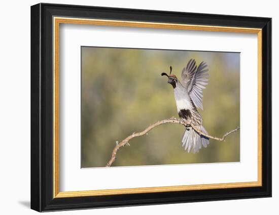 USA, Arizona, Buckeye. Female Gambel's Quail Raises Wings on Branch-Wendy Kaveney-Framed Photographic Print