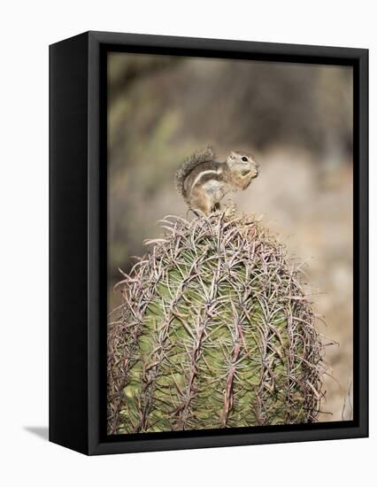 USA, Arizona, Buckeye. Harris's Antelope Squirrel on Barrel Cactus-Wendy Kaveney-Framed Premier Image Canvas