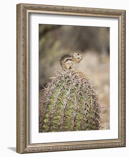 USA, Arizona, Buckeye. Harris's Antelope Squirrel on Barrel Cactus-Wendy Kaveney-Framed Photographic Print