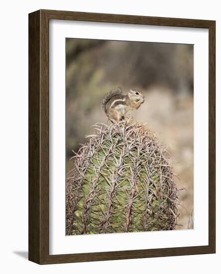 USA, Arizona, Buckeye. Harris's Antelope Squirrel on Barrel Cactus-Wendy Kaveney-Framed Photographic Print