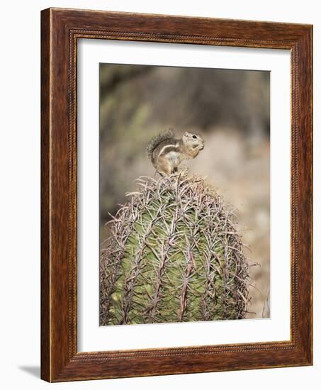 USA, Arizona, Buckeye. Harris's Antelope Squirrel on Barrel Cactus-Wendy Kaveney-Framed Photographic Print