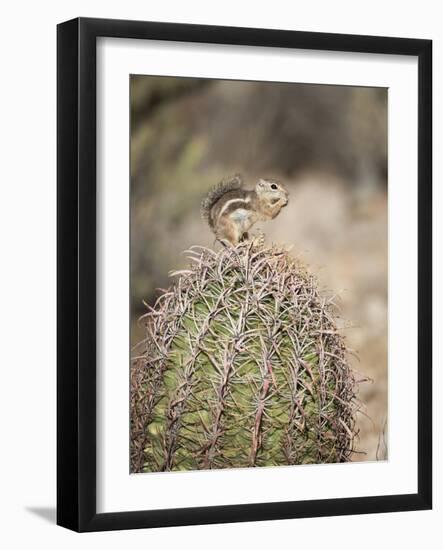 USA, Arizona, Buckeye. Harris's Antelope Squirrel on Barrel Cactus-Wendy Kaveney-Framed Photographic Print