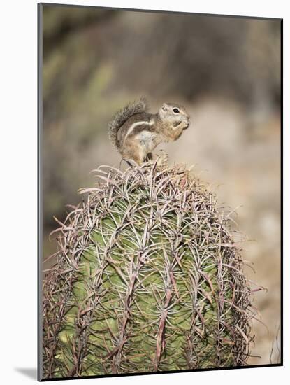 USA, Arizona, Buckeye. Harris's Antelope Squirrel on Barrel Cactus-Wendy Kaveney-Mounted Photographic Print