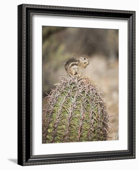 USA, Arizona, Buckeye. Harris's Antelope Squirrel on Barrel Cactus-Wendy Kaveney-Framed Photographic Print