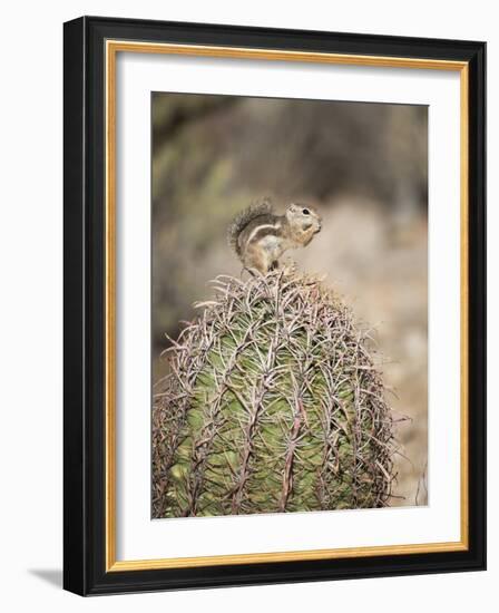 USA, Arizona, Buckeye. Harris's Antelope Squirrel on Barrel Cactus-Wendy Kaveney-Framed Photographic Print