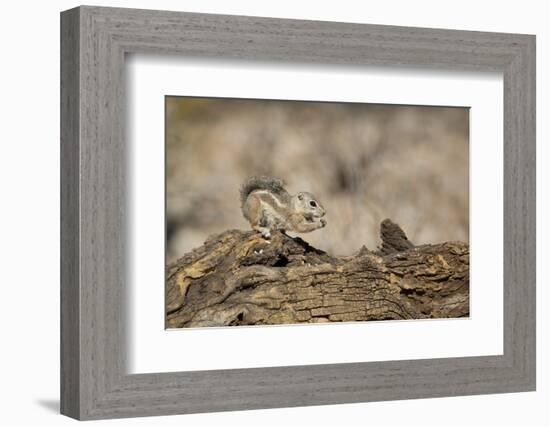 USA, Arizona, Buckeye. Harris's Antelope Squirrel on Log-Wendy Kaveney-Framed Photographic Print