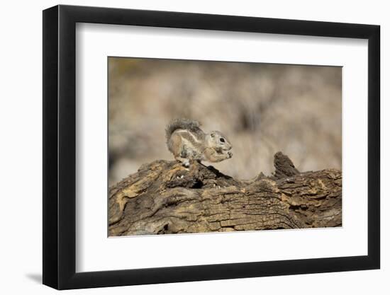 USA, Arizona, Buckeye. Harris's Antelope Squirrel on Log-Wendy Kaveney-Framed Photographic Print