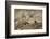 USA, Arizona, Buckeye. Harris's Antelope Squirrel on Log-Wendy Kaveney-Framed Photographic Print