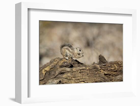 USA, Arizona, Buckeye. Harris's Antelope Squirrel on Log-Wendy Kaveney-Framed Photographic Print