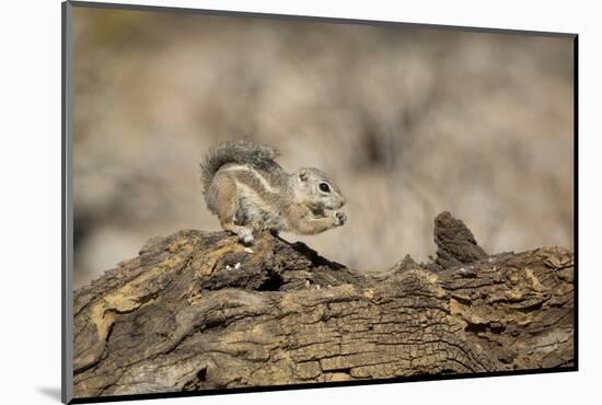 USA, Arizona, Buckeye. Harris's Antelope Squirrel on Log-Wendy Kaveney-Mounted Photographic Print