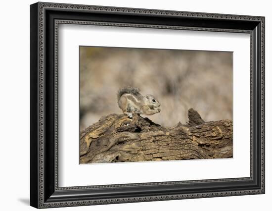 USA, Arizona, Buckeye. Harris's Antelope Squirrel on Log-Wendy Kaveney-Framed Photographic Print