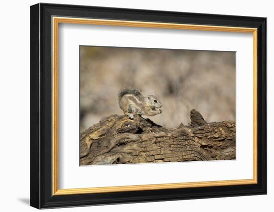 USA, Arizona, Buckeye. Harris's Antelope Squirrel on Log-Wendy Kaveney-Framed Photographic Print