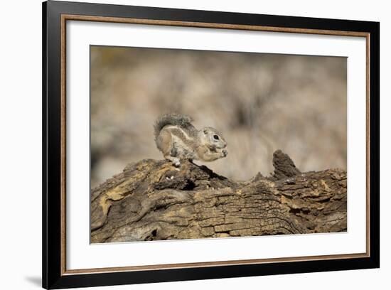 USA, Arizona, Buckeye. Harris's Antelope Squirrel on Log-Wendy Kaveney-Framed Photographic Print