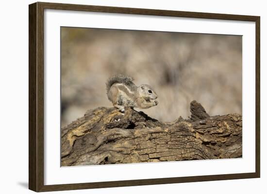 USA, Arizona, Buckeye. Harris's Antelope Squirrel on Log-Wendy Kaveney-Framed Photographic Print