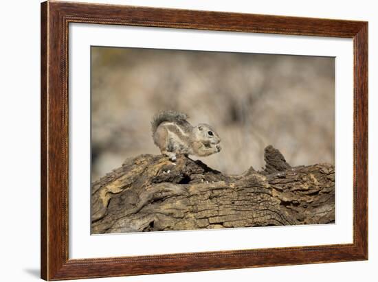 USA, Arizona, Buckeye. Harris's Antelope Squirrel on Log-Wendy Kaveney-Framed Photographic Print