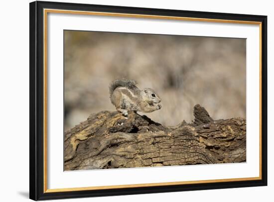 USA, Arizona, Buckeye. Harris's Antelope Squirrel on Log-Wendy Kaveney-Framed Photographic Print