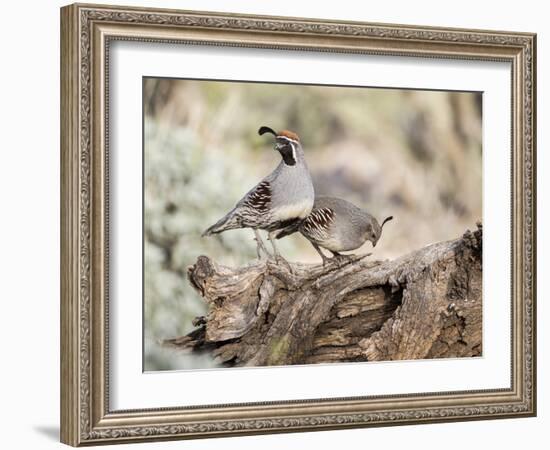 USA, Arizona, Buckeye. Male and Female Gambel's Quail on Log-Wendy Kaveney-Framed Photographic Print