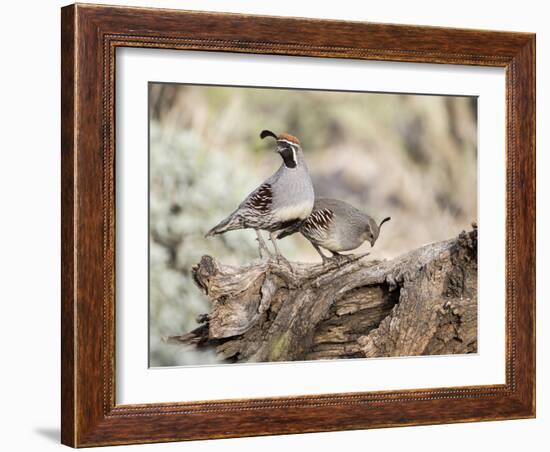 USA, Arizona, Buckeye. Male and Female Gambel's Quail on Log-Wendy Kaveney-Framed Photographic Print