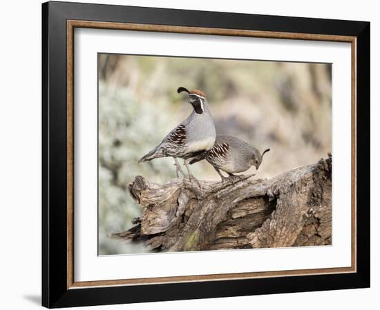 USA, Arizona, Buckeye. Male and Female Gambel's Quail on Log-Wendy Kaveney-Framed Photographic Print