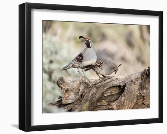 USA, Arizona, Buckeye. Male and Female Gambel's Quail on Log-Wendy Kaveney-Framed Photographic Print