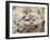 USA, Arizona, Buckeye. Male and Female Gambel's Quail on Log-Wendy Kaveney-Framed Photographic Print