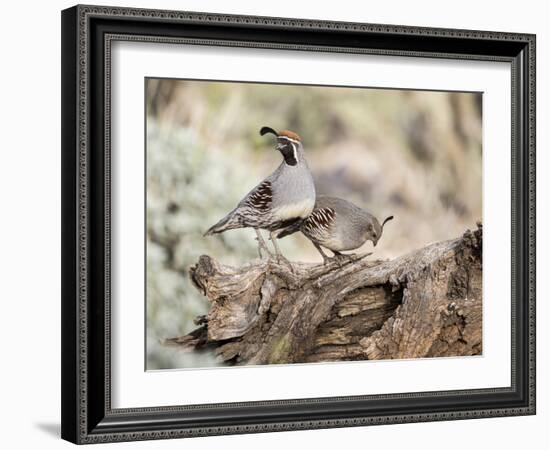 USA, Arizona, Buckeye. Male and Female Gambel's Quail on Log-Wendy Kaveney-Framed Photographic Print