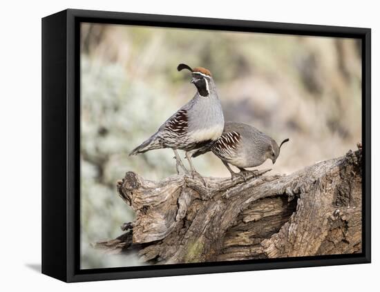 USA, Arizona, Buckeye. Male and Female Gambel's Quail on Log-Wendy Kaveney-Framed Premier Image Canvas