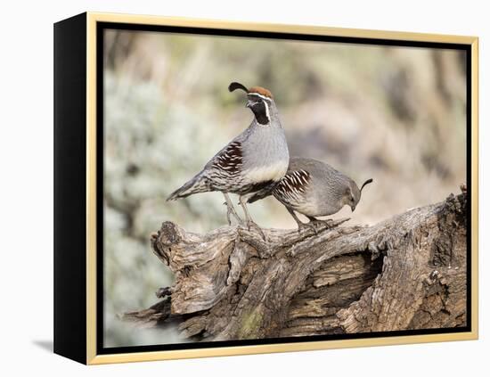 USA, Arizona, Buckeye. Male and Female Gambel's Quail on Log-Wendy Kaveney-Framed Premier Image Canvas