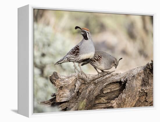 USA, Arizona, Buckeye. Male and Female Gambel's Quail on Log-Wendy Kaveney-Framed Premier Image Canvas