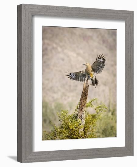 USA, Arizona, Buckeye. Male Gila Woodpecker Lands on Cholla Skeleton-Wendy Kaveney-Framed Photographic Print