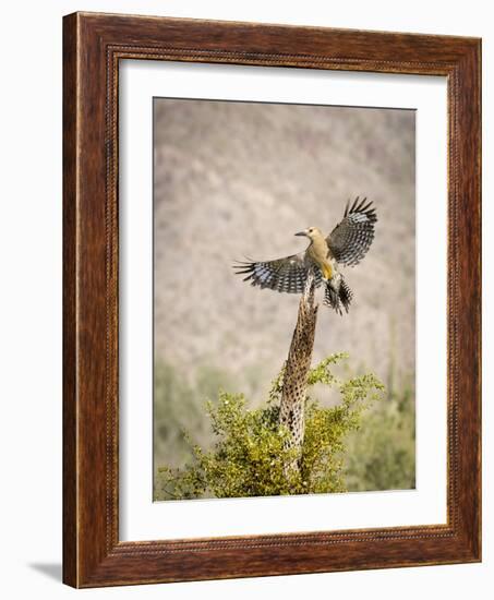 USA, Arizona, Buckeye. Male Gila Woodpecker Lands on Cholla Skeleton-Wendy Kaveney-Framed Photographic Print