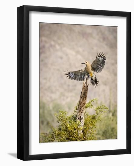 USA, Arizona, Buckeye. Male Gila Woodpecker Lands on Cholla Skeleton-Wendy Kaveney-Framed Photographic Print