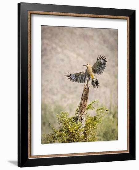 USA, Arizona, Buckeye. Male Gila Woodpecker Lands on Cholla Skeleton-Wendy Kaveney-Framed Photographic Print