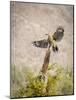 USA, Arizona, Buckeye. Male Gila Woodpecker Lands on Cholla Skeleton-Wendy Kaveney-Mounted Photographic Print