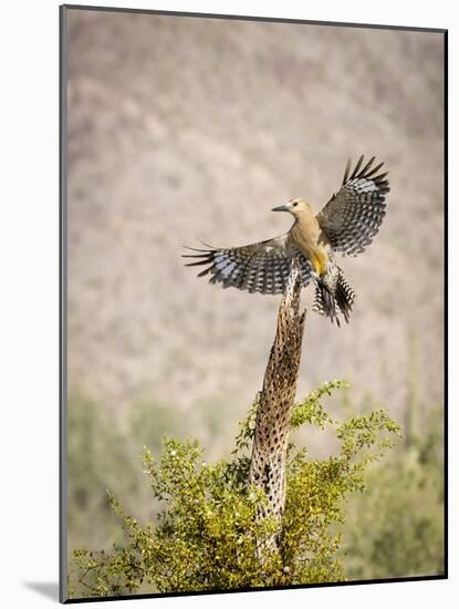 USA, Arizona, Buckeye. Male Gila Woodpecker Lands on Cholla Skeleton-Wendy Kaveney-Mounted Photographic Print