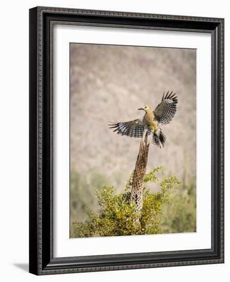 USA, Arizona, Buckeye. Male Gila Woodpecker Lands on Cholla Skeleton-Wendy Kaveney-Framed Photographic Print