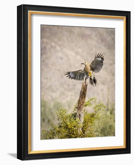 USA, Arizona, Buckeye. Male Gila Woodpecker Lands on Cholla Skeleton-Wendy Kaveney-Framed Photographic Print