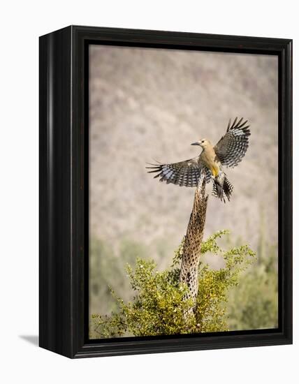 USA, Arizona, Buckeye. Male Gila Woodpecker Lands on Cholla Skeleton-Wendy Kaveney-Framed Premier Image Canvas