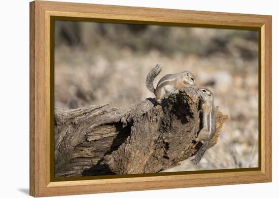 USA, Arizona, Buckeye. Two Harris's Antelope Squirrels on Log-Wendy Kaveney-Framed Premier Image Canvas