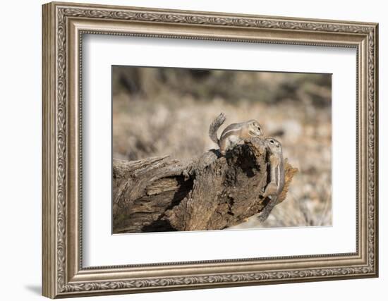 USA, Arizona, Buckeye. Two Harris's Antelope Squirrels on Log-Wendy Kaveney-Framed Photographic Print