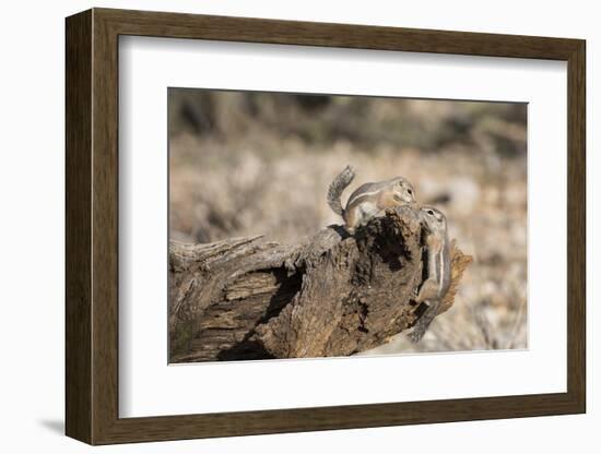 USA, Arizona, Buckeye. Two Harris's Antelope Squirrels on Log-Wendy Kaveney-Framed Photographic Print