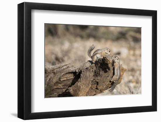 USA, Arizona, Buckeye. Two Harris's Antelope Squirrels on Log-Wendy Kaveney-Framed Photographic Print