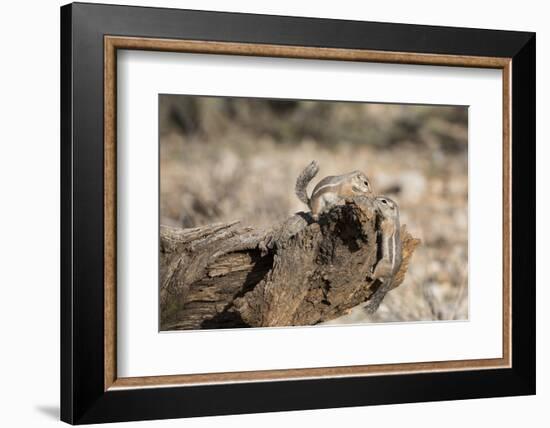 USA, Arizona, Buckeye. Two Harris's Antelope Squirrels on Log-Wendy Kaveney-Framed Photographic Print