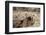 USA, Arizona, Buckeye. Two Harris's Antelope Squirrels on Log-Wendy Kaveney-Framed Photographic Print