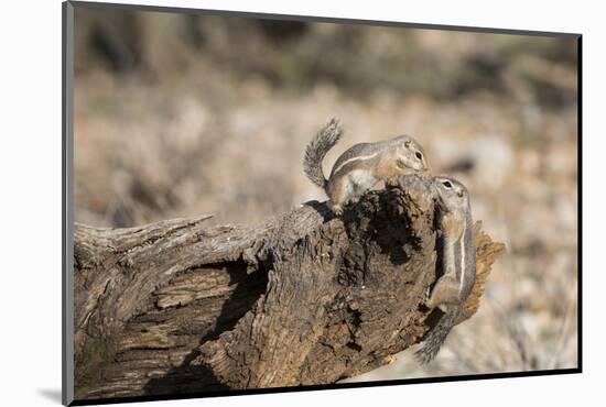 USA, Arizona, Buckeye. Two Harris's Antelope Squirrels on Log-Wendy Kaveney-Mounted Photographic Print