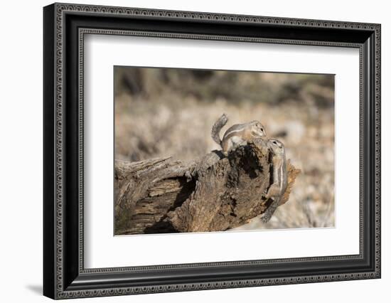 USA, Arizona, Buckeye. Two Harris's Antelope Squirrels on Log-Wendy Kaveney-Framed Photographic Print