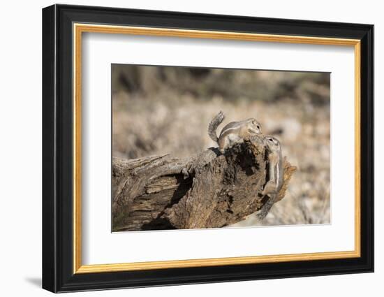 USA, Arizona, Buckeye. Two Harris's Antelope Squirrels on Log-Wendy Kaveney-Framed Photographic Print