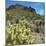 USA, Arizona. Cholla cactus in the hills outside of Tucson.-Anna Miller-Mounted Photographic Print